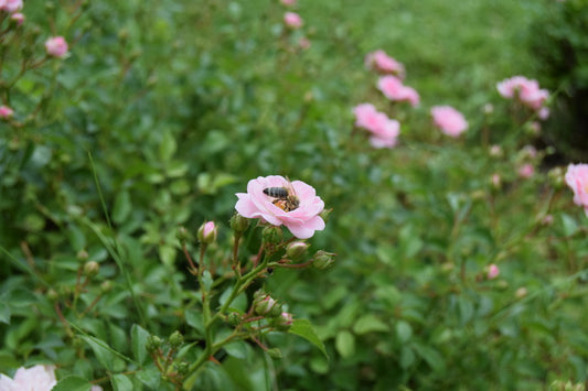Bees: Nature's Vital Pollinators and Their Role in Our Ecosystem