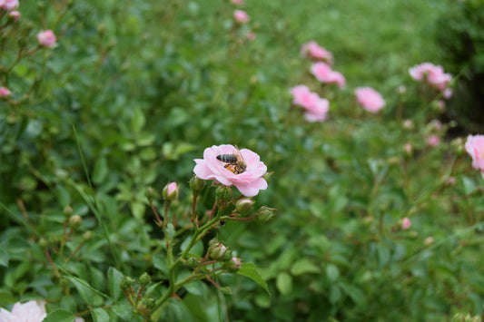 Bees: Nature's Vital Pollinators